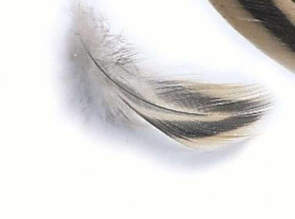 Mallard Hen Breast Feathers